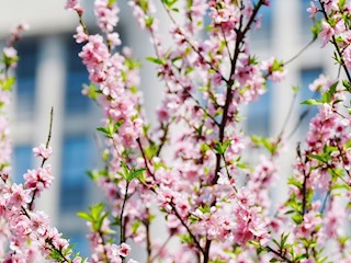 花园式美丽医院